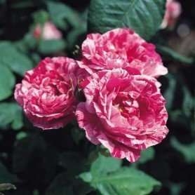 Rosa Ferdinand Pichard Rosa Ferdinand Pichard