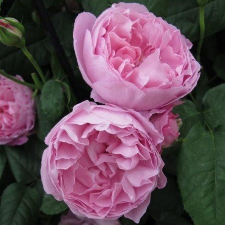 Rosa Mary Rose