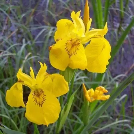 Iris pseudocorus 1 ud