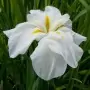 Iris Ensata White Ladies