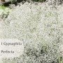 Gypsophila-paniculata 1 ud