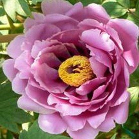 Peonia suffruticosa Lavender Peonia suffruticosa Lavender