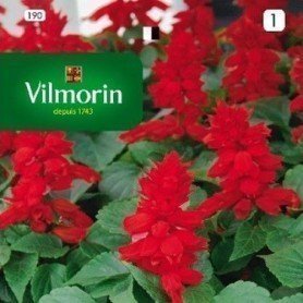 Salvia enana roja Salvia enana roja