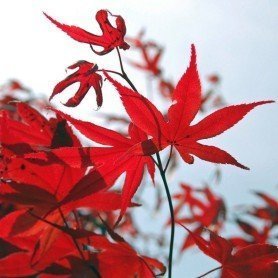 Acer palmatum Bloodgood Acer palmatum Bloodgood