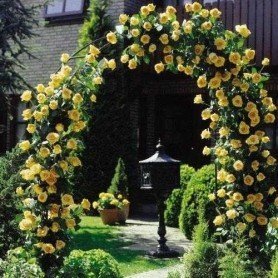 Rosa Golden Showers Golden Showers