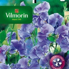 Guisante de olor Spencer azul 5gr Guisante de olor Spencer azul 5gr