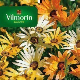 Dimorphoteca Variada Dimorphoteca Variada