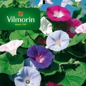 Ipomea variada Ipomea variada