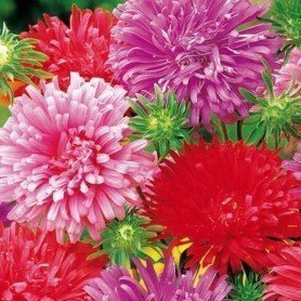 Reina Margarita pluma avestruz variado Reina Margarita pluma avestruz variado