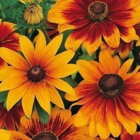 Rudbeckia gigante Rudbeckia gigante