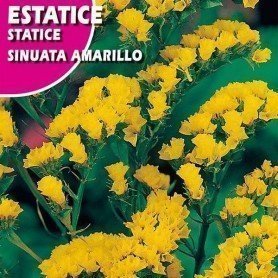 Statice amarillo Statice amarillo
