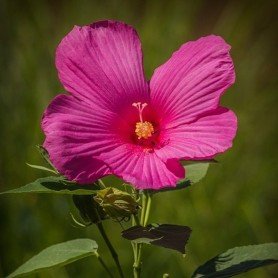 Semillas de Hibisco altea 2 gr Semillas de Hibisco altea 2 gr