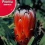 Protea Nerifolia