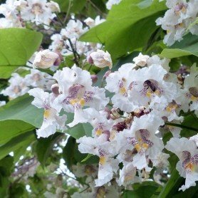 Chitalpa tashkentensis C-3 Chitalpa tashkentensis C-3