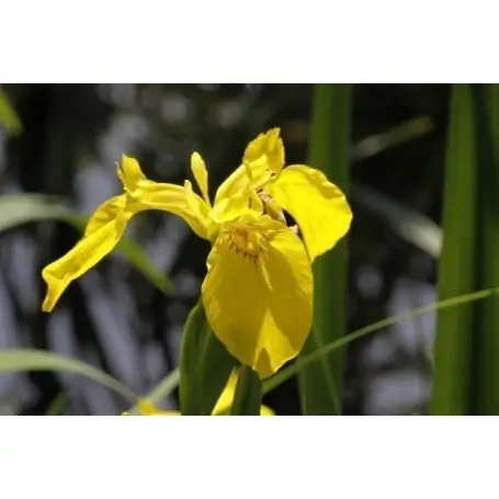 Iris Germánica amarillo