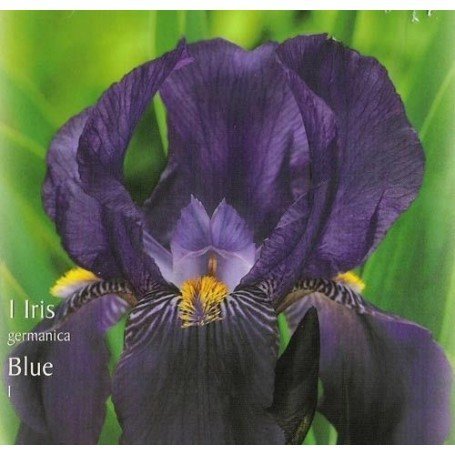 Iris Germánica azul