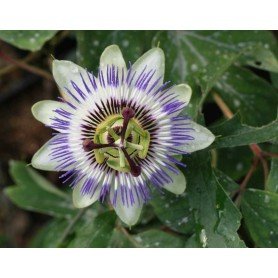 Passiflora Caerulea Passiflora Caerulea