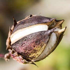 Semillas de Gossypium Herbaceum Semillas de Gossypium Herbaceum