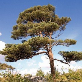 Semillas de Pino Silvestre Semillas de Pino Silvestre