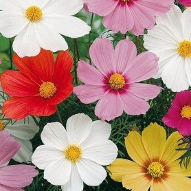 Cosmos variada Cosmos variada