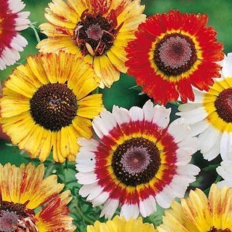 Crisantemo Tricolor Variado