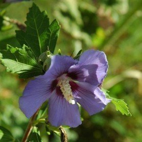 Hibiscus syriacus Oiseau bleu Hibiscus syriacus Oiseau bleu