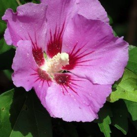Hibiscus syriacus pink giant (R) Hibiscus syriacus pink giant (R)