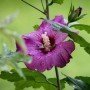 Hibiscus syriacus russian violet (R)