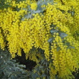 Semillas de Acacia dealbata 1 gr Semillas de Acacia dealbata 1 gr