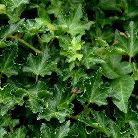 Hedera helix ivalace Hedera helix ivalace