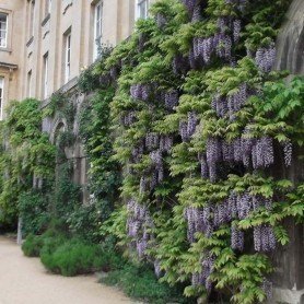 Wisteria Floribunda Black Dragon Wisteria Floribunda Black Dragon