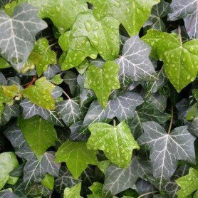 Hedera helix Hedera helix
