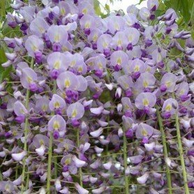 Wisteria Floribunda Naga Noda Wisteria Floribunda Naga Noda