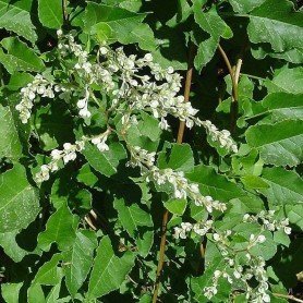 Polygonum aubertii Polygonum aubertii
