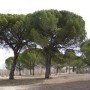 Semillas de Pinus Pinea 20 gr