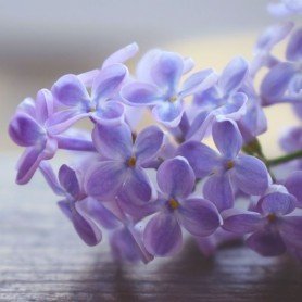 Lilo V. President Grevy Lilo V. President Grevy