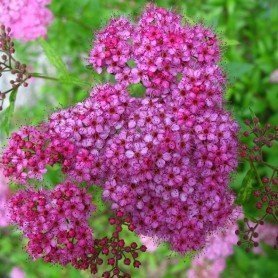 Spirea japonica Goldflame Spirea japonica Goldflame 3L