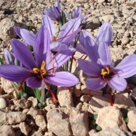 Azafran Crocus sativus 10 ud Azafran Crocus sativus 10 ud