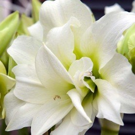 Amaryllis ice queen 1 ud Amaryllis ice queen 1 ud