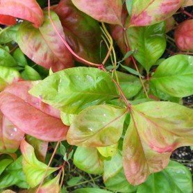 Nandina domestica Fire Power Nandina domestica Fire Power