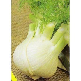 Semillas de Hinojo. Dulce de florencia Semillas de Hinojo. Dulce de florencia