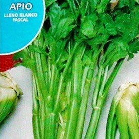 Apio lleno blanco Pascal 3g Apio lleno blanco Pascal 3g
