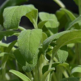 Salvia officinalis C-18 Salvia officinalis C-18