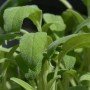 Salvia officinalis C-18