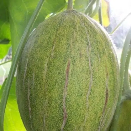 Melon Rochet 20 g