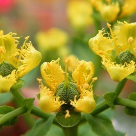 Ruda, ruta graveolens Ruda
