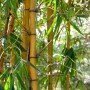 Phyllostachys bambusoides Holochrysa C-7