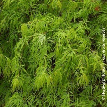 Acer palmatum disectum viridis