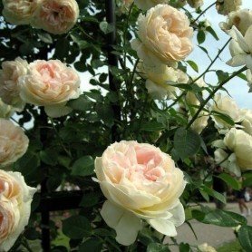 Rosa Mon Jardin et ma Maison Rosa Mon Jardin et ma Maison