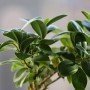 Ficus robusta